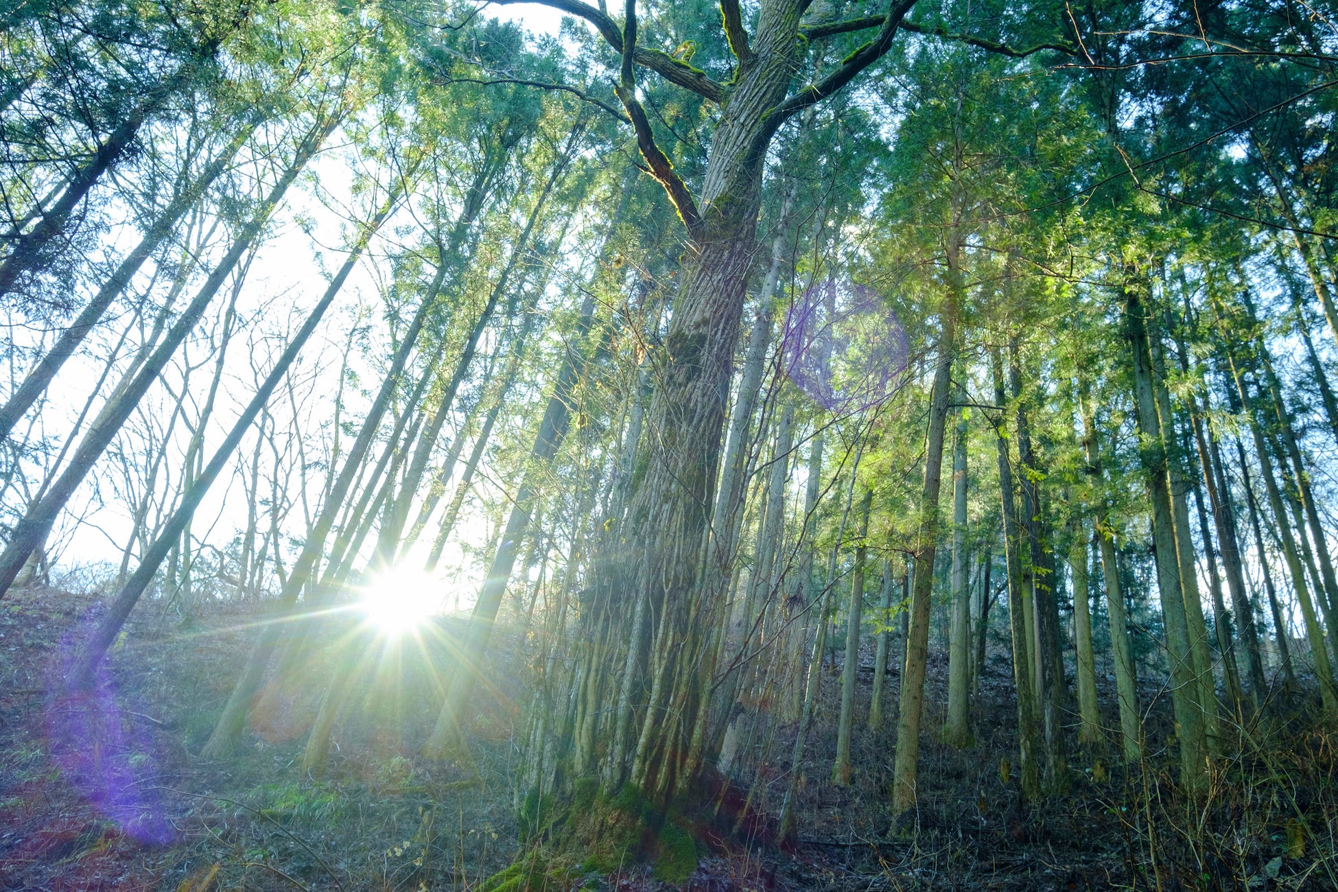 東京の家と森を育てる多摩産材ブランド“TOKYO WOOD”の取り組みが「森林×脱炭素チャレンジ2022」で優秀賞（林野庁長官賞）を受賞のサブ画像4_田中林業の森林