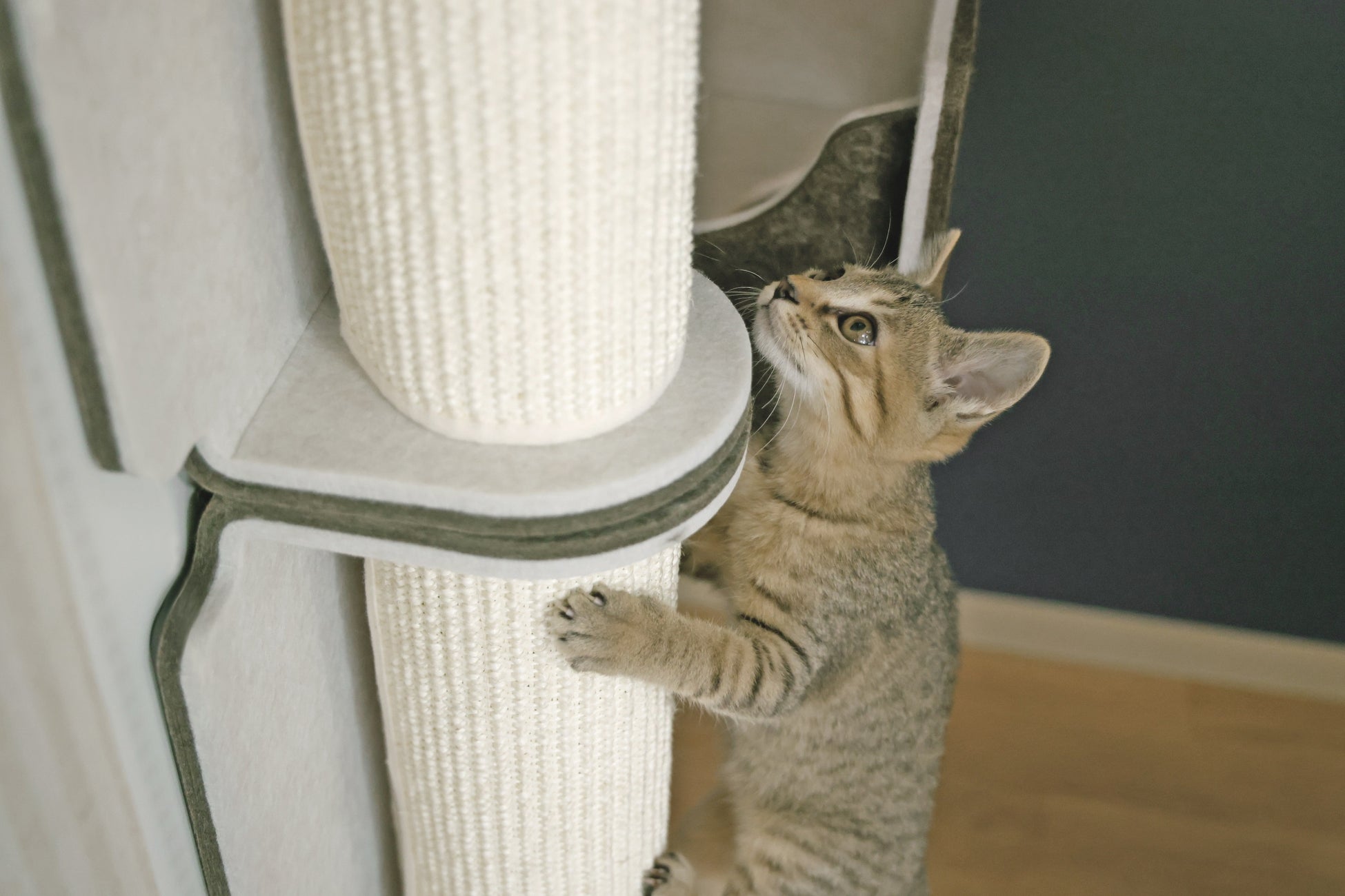 2月22日（猫の日）に、マグネット脱着式キャットウォール「猫壁」より新パーツ「木登りポール」を発売のサブ画像2