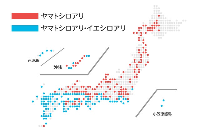 【日本初】『シロアリ発生指数』をリリース！地域のシロアリのイマがひと目でわかる、マイホームを守る新習慣に。のサブ画像4