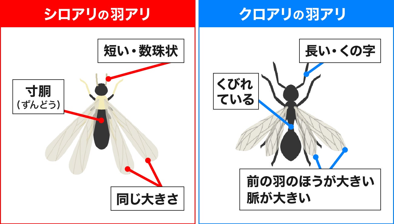 【シロアリピークの兆し】全国22都道府県で『シロアリ発生指数』警戒レベルに。くびれのない羽アリを見たら要注意！のサブ画像4