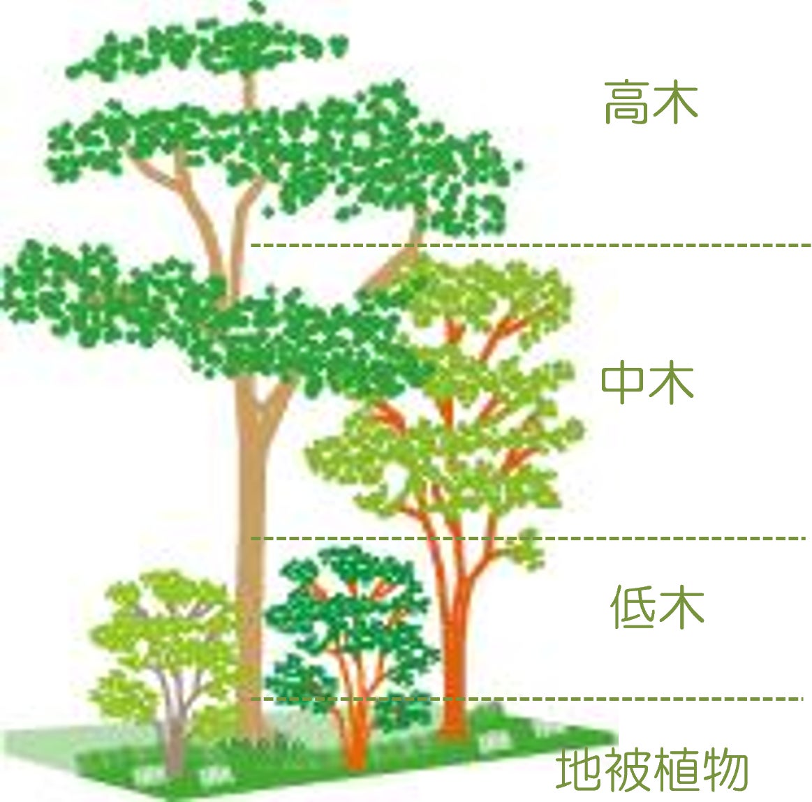 環境省による生物多様性保全のしくみ 自然共生サイトに「あさひ・いのちの森」認定のサブ画像3_「まちもり」の基本となる植栽の階層構造