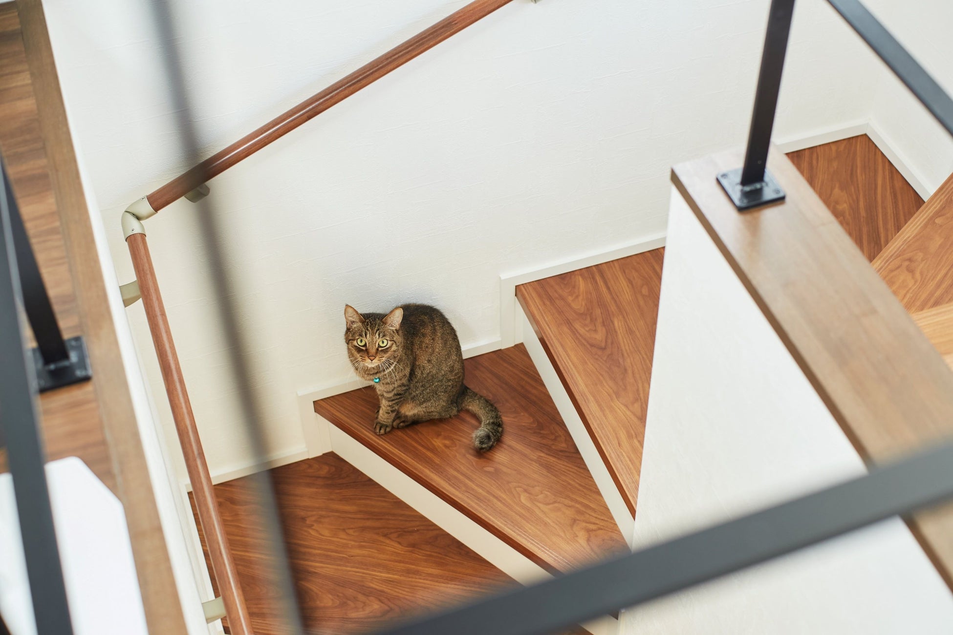 株式会社memoが提案する「ペットとの快適な暮らし」東京の狭小地に建つペット共生住宅をworksに追加のサブ画像4