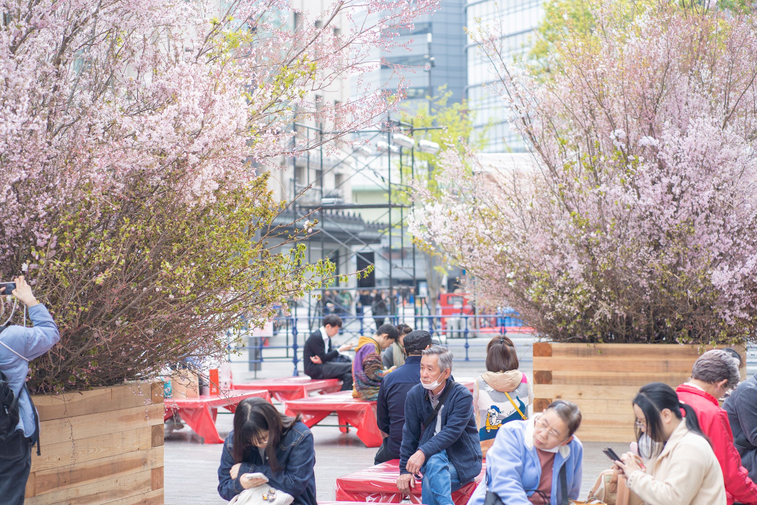 4月になんば広場で開催された「復興桜祭り」を通じて信和グループは石川県へ義援金3,274,532円を贈呈しました。のサブ画像2_お花見の様子