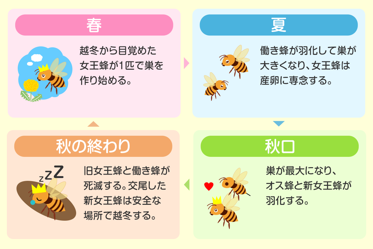 【蜂の巣に注意】猛暑予想の2024年はどれくらい危ない？ハチの発生状況が一目でわかる『ハチ発生指数』更新開始のサブ画像4_アシナガバチ・スズメバチの生活史