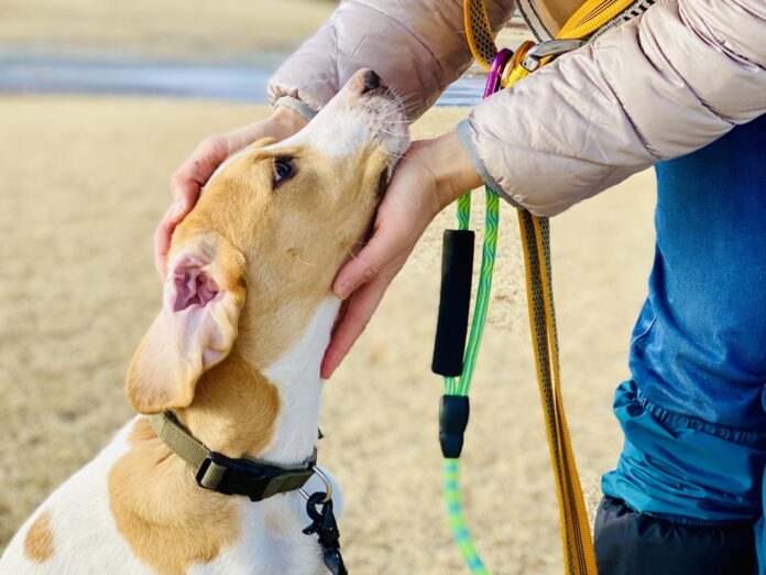 株式会社日本中央住販、NPO法人ピースウィンズ・ジャパンの「ワンだふるサポーター」に！−犬の殺処分ゼロへの支援を開始のメイン画像