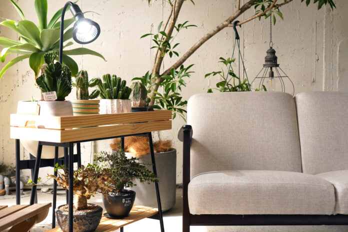 「室内に太陽を」——10万個突破の大ヒット！BARRELが生み出す新時代のグリーンライフのメイン画像