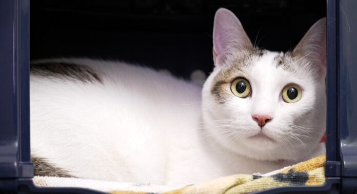 熊本で増える“高齢者のペットの行き先”問題に対応。ネコ不動産、「ペット相続士」サービスを開始〜日本初のペット看取り信託「ラブポチ信託Ⓡ」を活用し、飼い主とペットの“その後”を支える〜のメイン画像