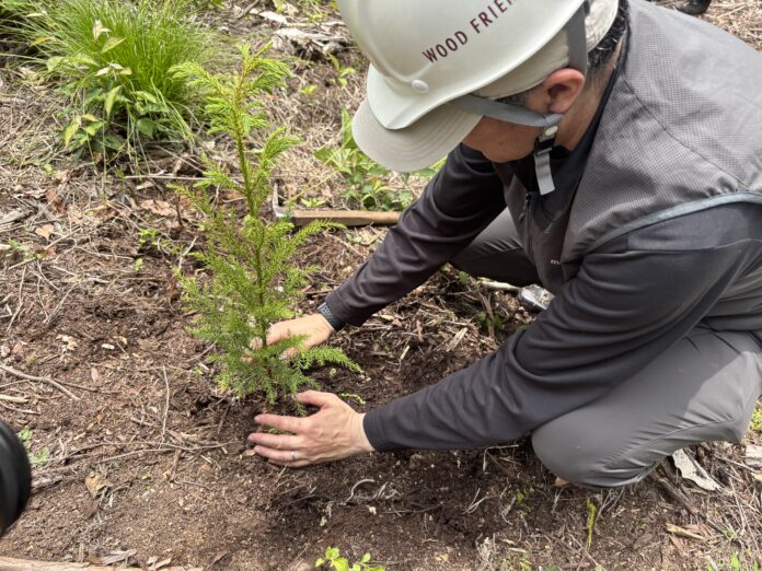 【木質資源カスケード事業】高山市の自社林で植林プロジェクト第1号を始動のメイン画像