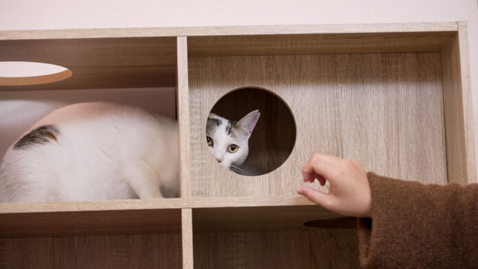 【空室対策に”猫”という選択肢】空き家を収益化する「ネコ多頭飼育対応型」管理プランを熊本で提供開始のメイン画像