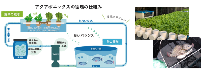 ガスパル、循環型農業「アクアポニックス」事業参入を決定のメイン画像