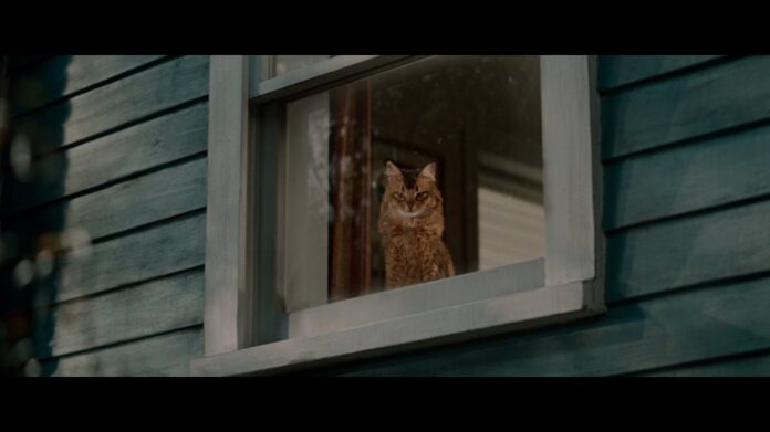 YKK APのTVCM「窓と猫の物語」シリーズ　新CMを2月20日から放映のメイン画像