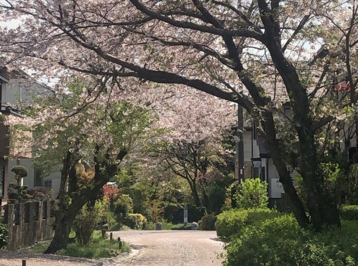 第21回住まいのまちなみコンクール最高位「国土交通大臣賞」受賞 分譲地開発から35年が経過した「佐賀県基山町けやき台」のメイン画像