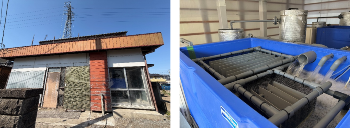 日本初※空き家を海の一次産業拠点へ再生 クールコネクト、「古民家育ちの海なしウニ/クエ」の養殖事業を開始のメイン画像