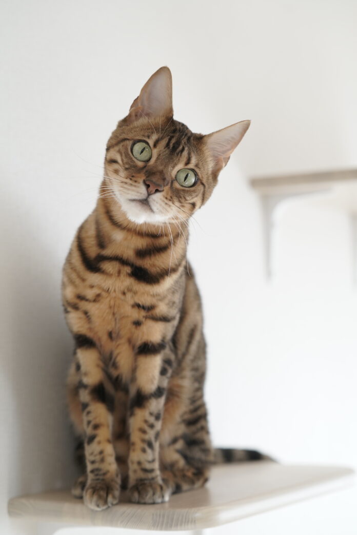 「猫ん家」特設ウェブサイトオープンのお知らせ — 猫との共生を実現する新しいアパートのご紹介のメイン画像