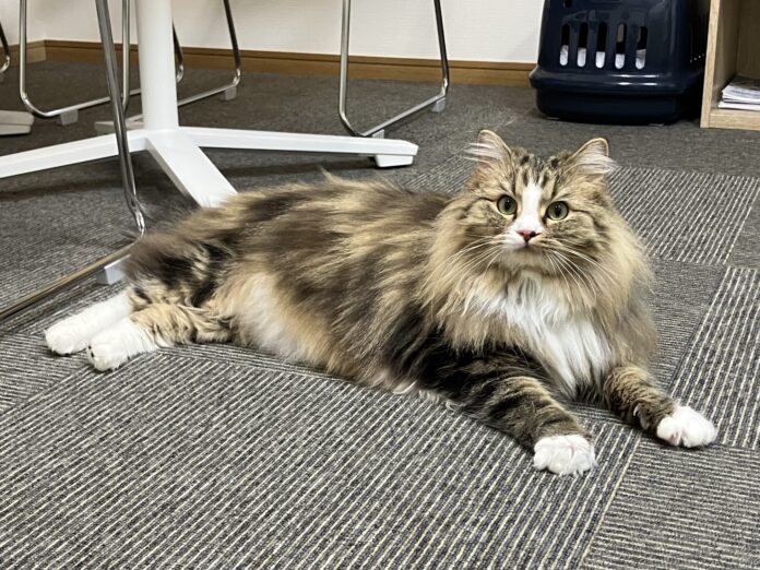 空き家対策と動物愛護をつなぐ取り組みのメイン画像