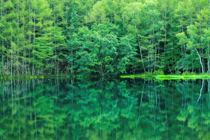 信和ホールディングス主催「しんわグリーン」フォト・コンテスト結果発表！のメイン画像