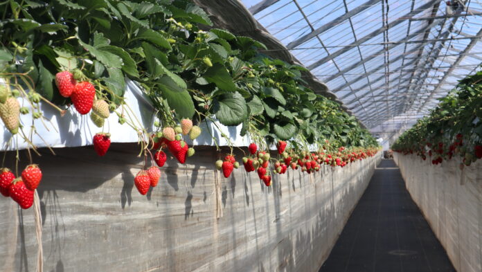 「暮らしに、季節の楽しみを」入居者限定いちご狩りイベントを開催のメイン画像