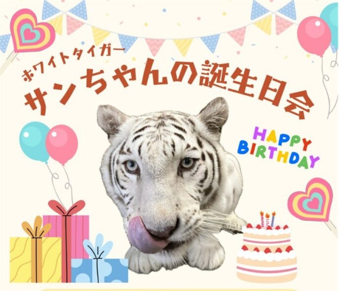 池田動物園でホワイトタイガー「サン」13歳を祝う特別イベント　アイケンジャパンが、限定特典の羊毛フェルトぬいぐるみを提供のメイン画像
