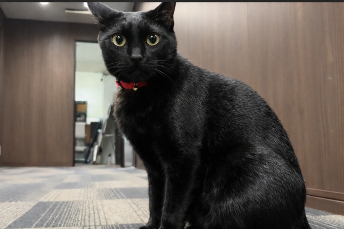 ペットも“家族”として見送るために。ノーブルパートナー株式会社が「ペット忌引き制度」を導入。のメイン画像